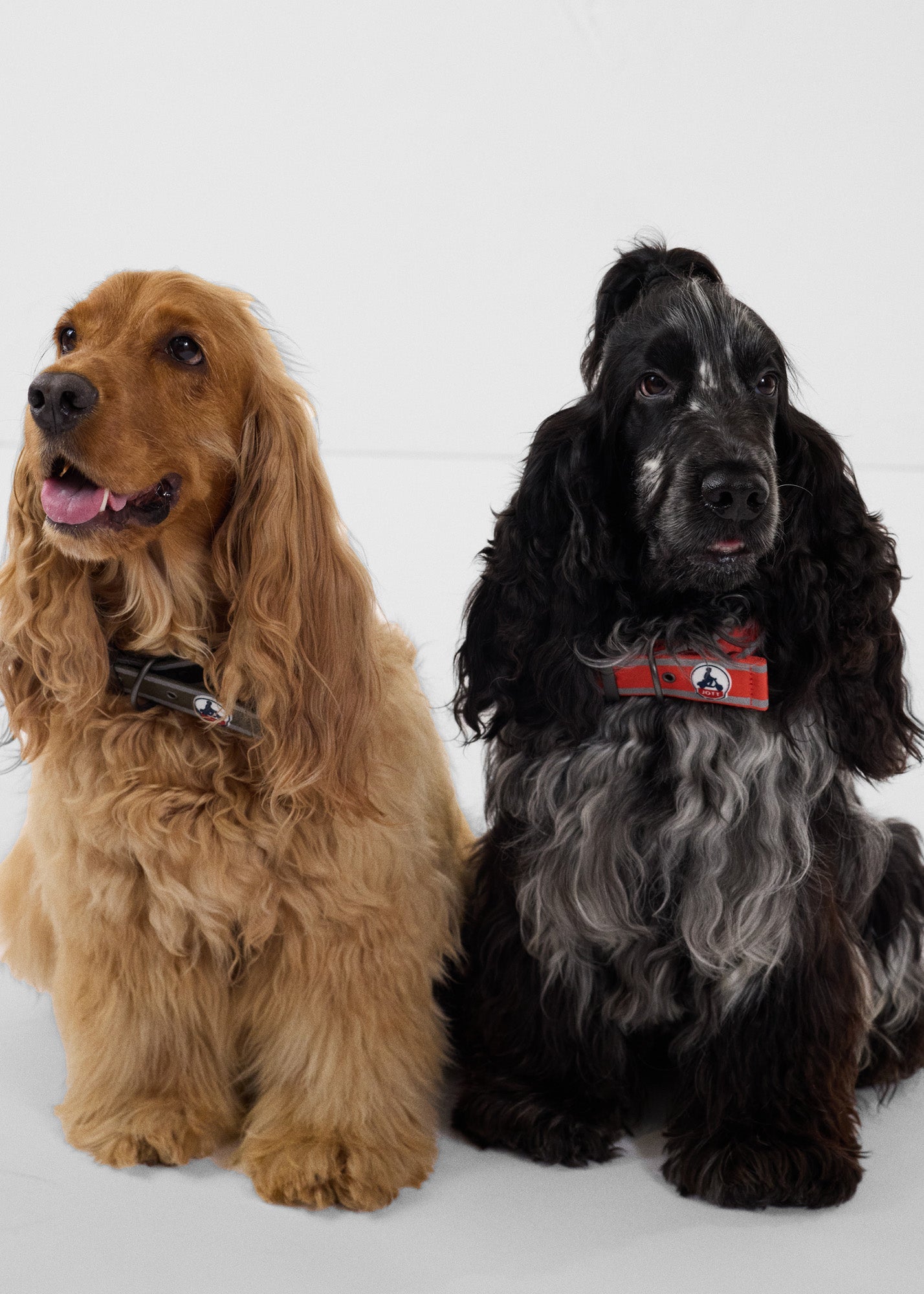 Collier pour chien Army Pancho